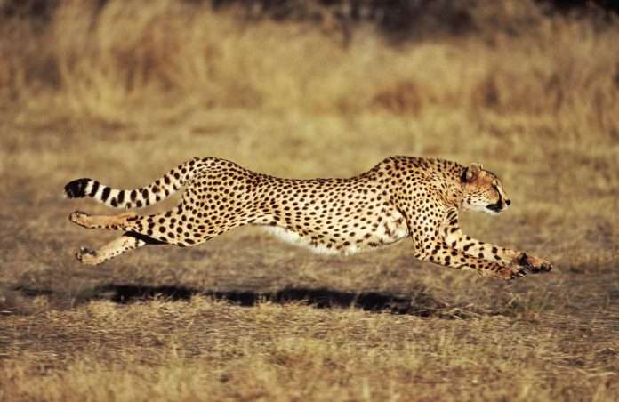 Another leopard death