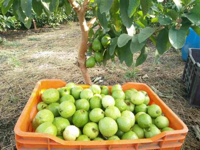 Guava tree compensation scam