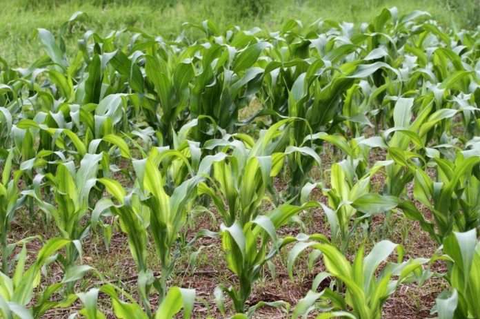 The rain gave relief to the farmers