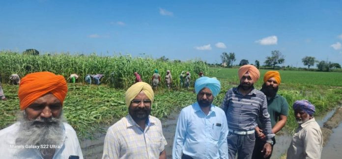 FLOOD IN PUNJAB