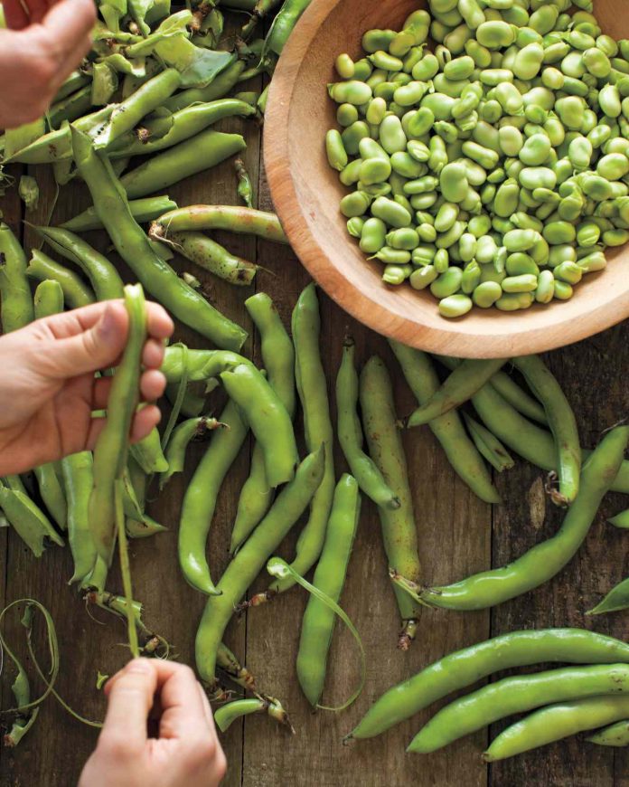 Fava beans benefits