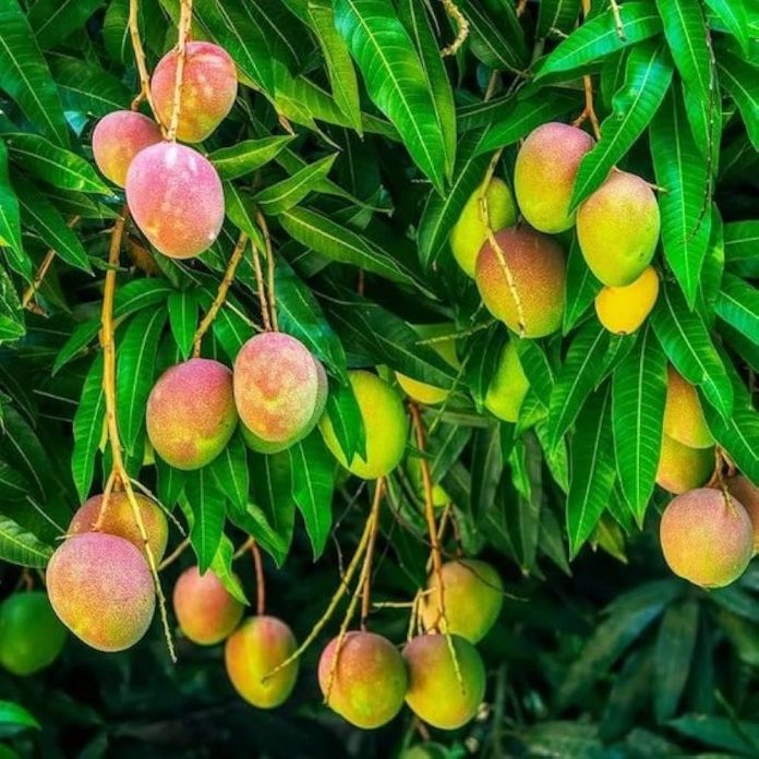 Mango Leaves