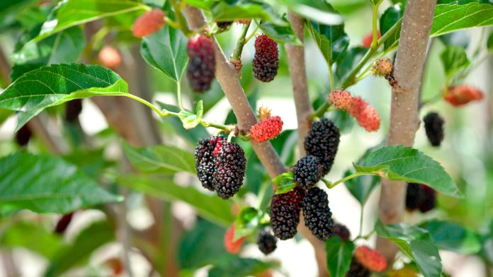 Mulberry For Good Health