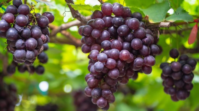 Benefits of Grapes